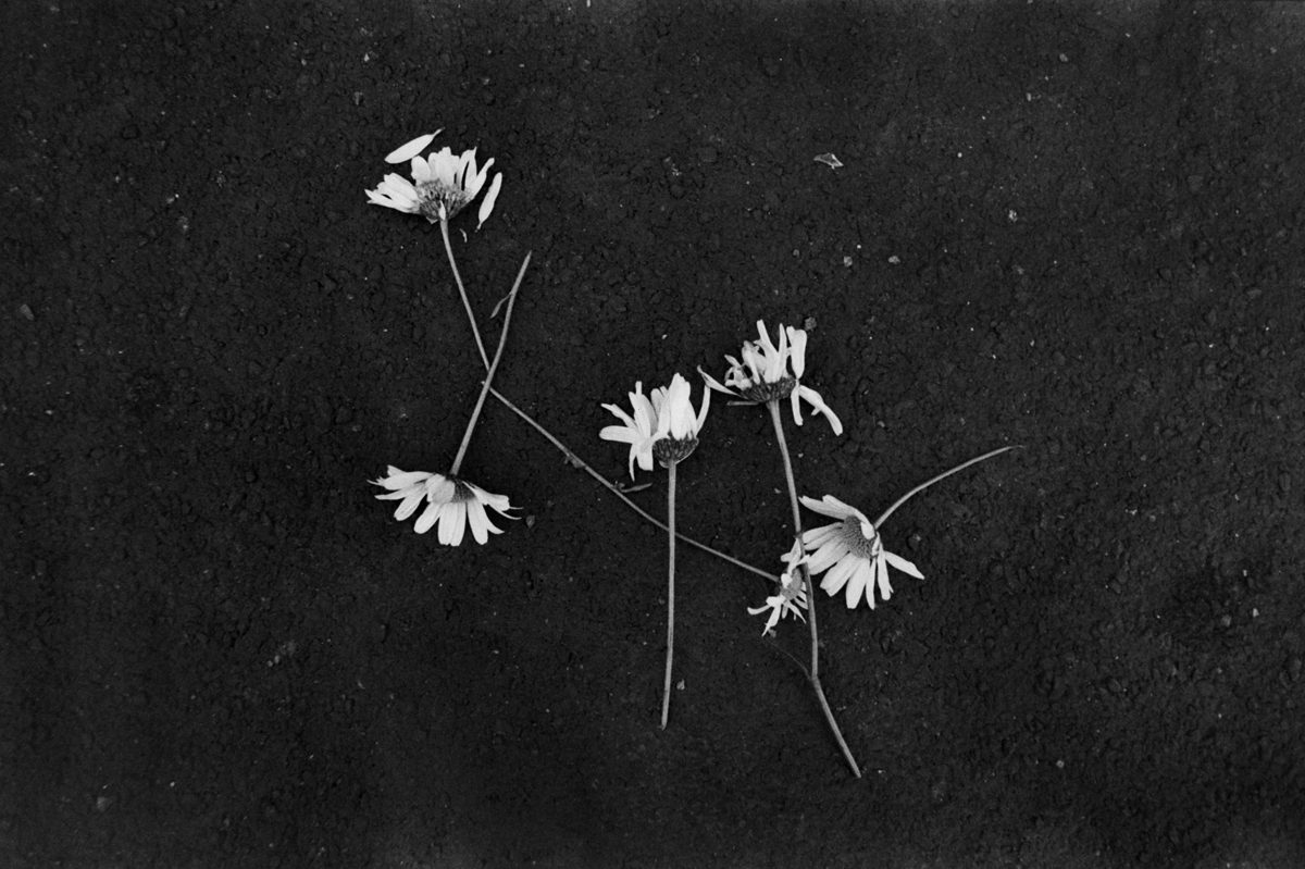 Black and white photograph of flowers on a tarmac floor