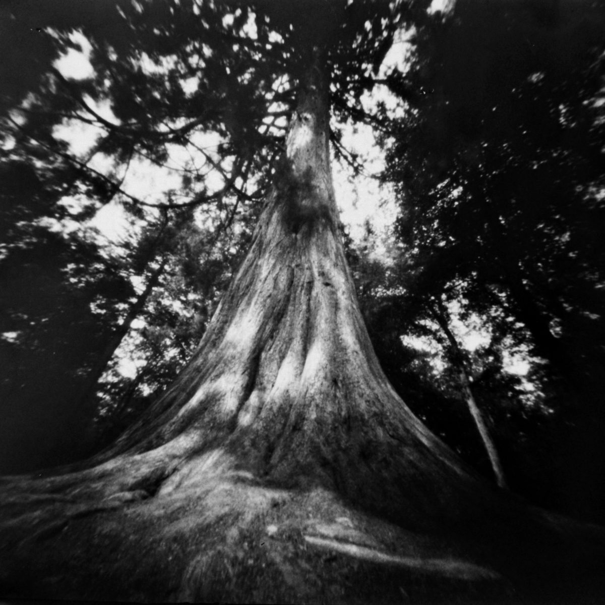 Black and white high contast image of a large tree looking up from the camera