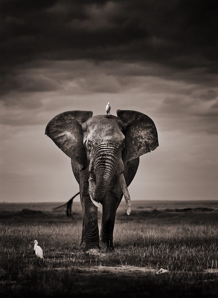 Front photo of an elephant walking towards the camera