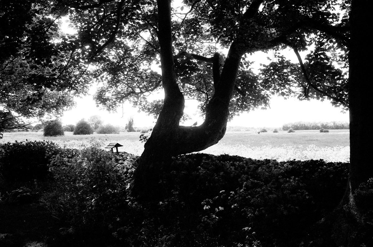 High contrast black and white landscape photograph with trees