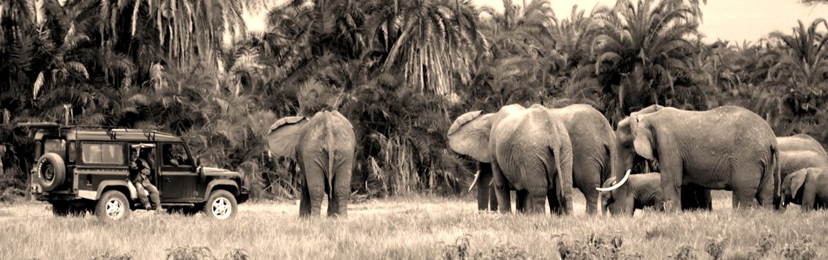 Sepia ladnscape photo of elephant and a vehicle c