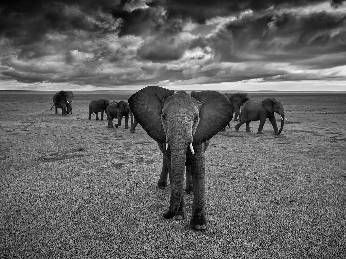 Black and white image of elephants with ears up