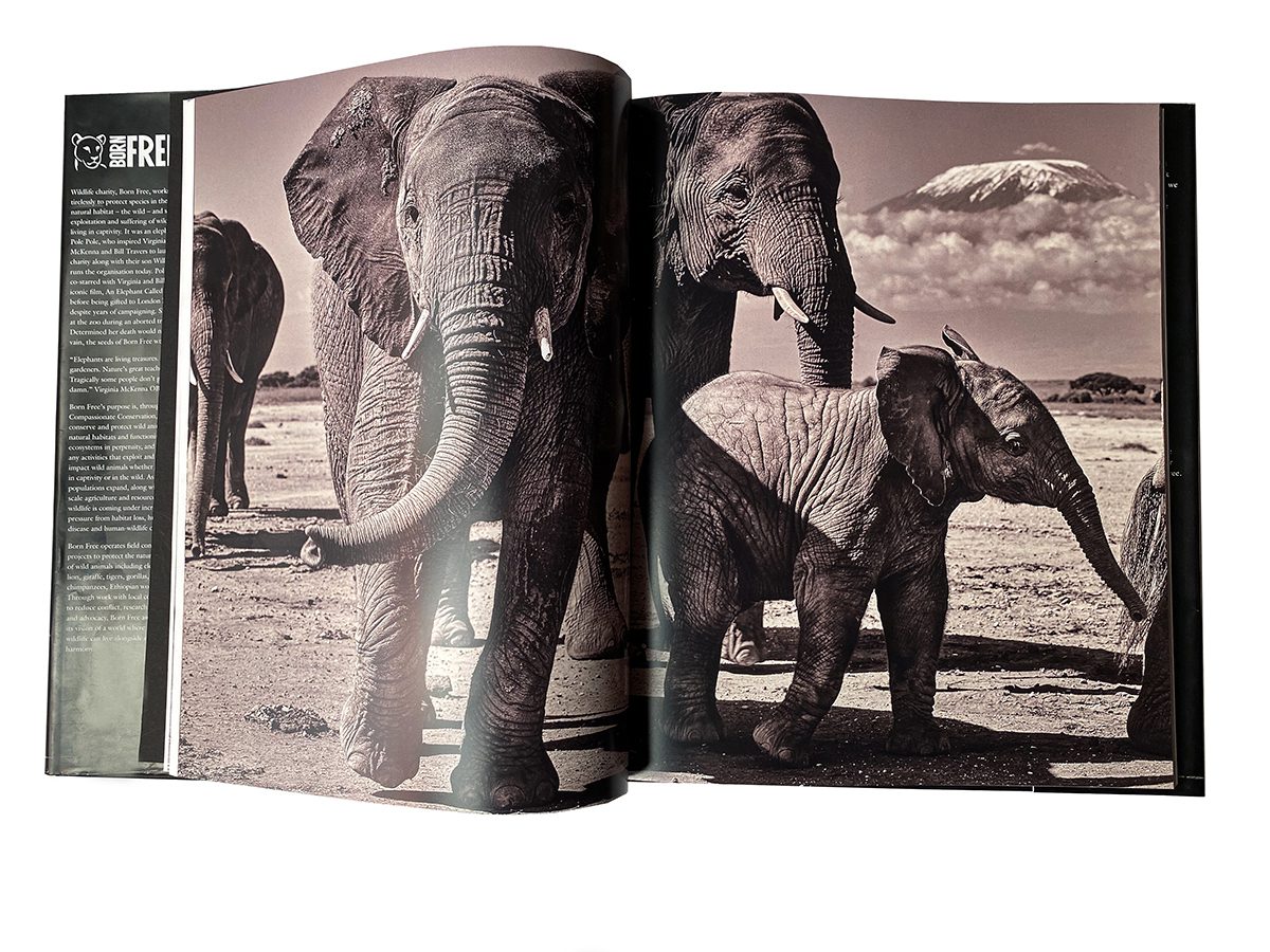 Sepia photo image of a elephant in a book that is opened