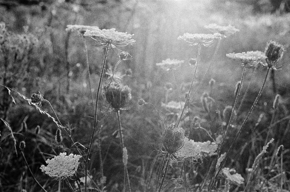 Black and white photo of flowers and the grass