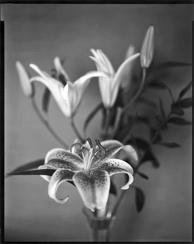  ag47oldschool 8x10 contact print. Shot on Ilford Delta 100 #darkroomprint #largeformatphotography #contactprint #eastmanviewcamera #8x10photography #ilfordphoto #fridayfavourites #Getclose #ilforddelta100