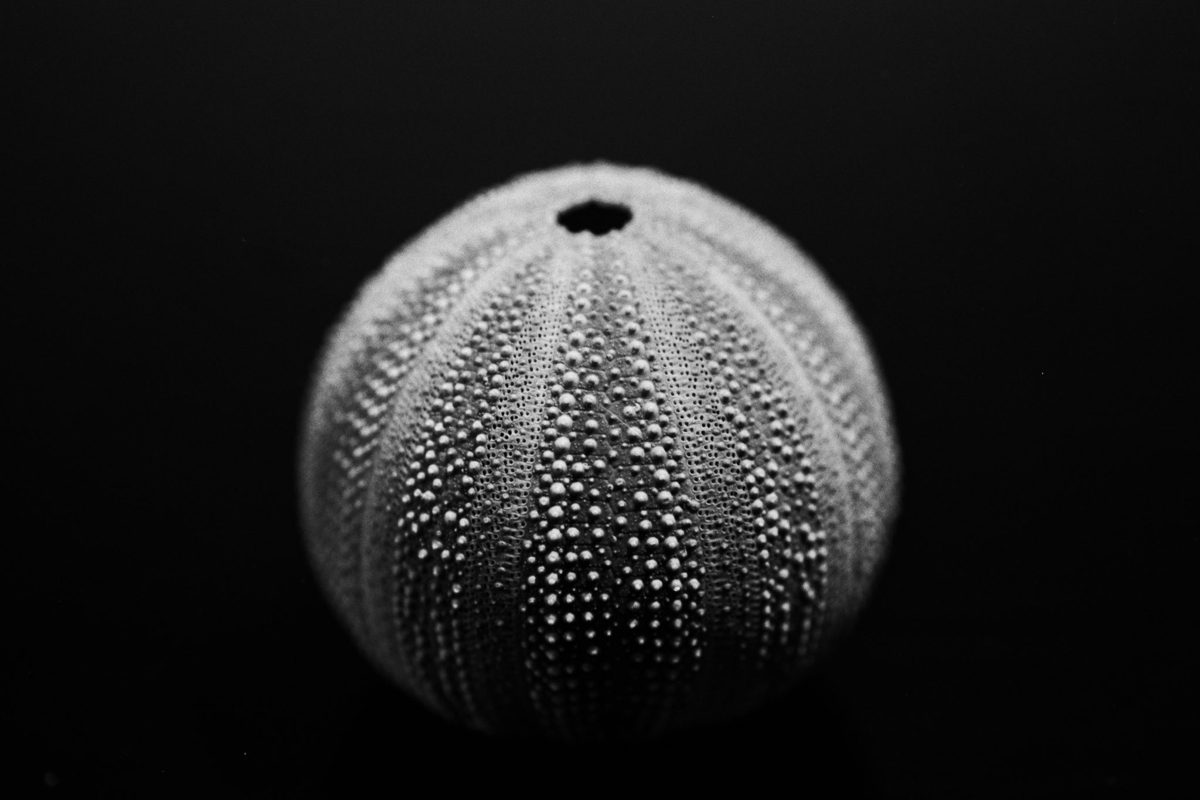 Black and white still life photo of a shell