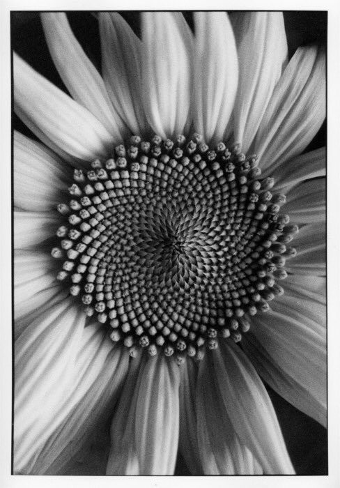 Close up photograph of a sunflower