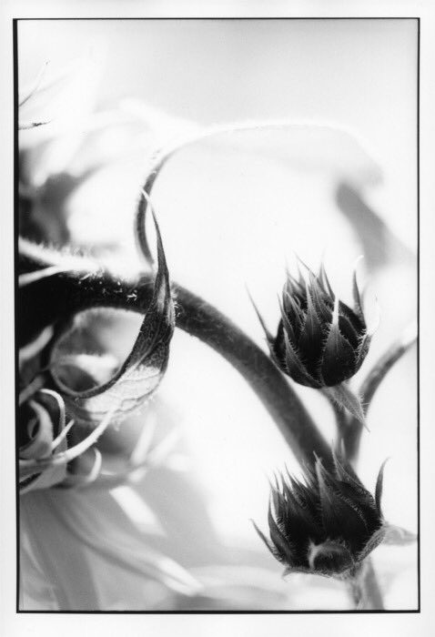 Print of a plant black and white