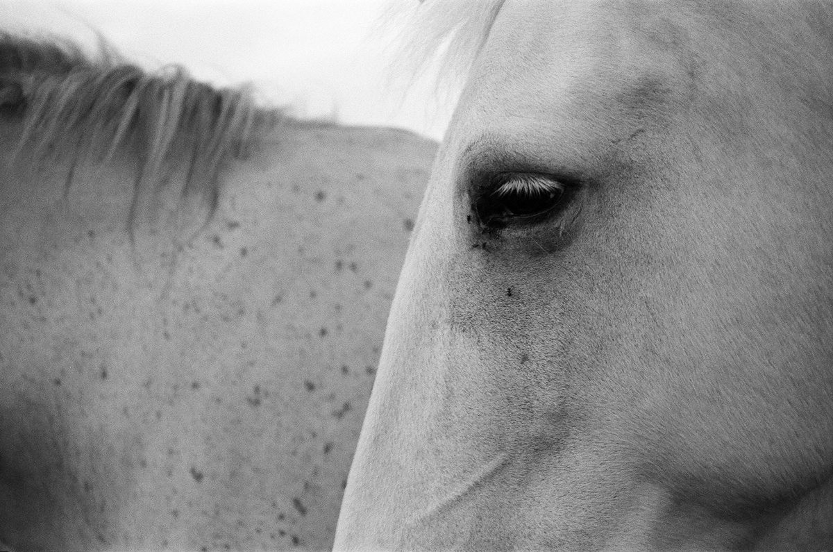 Black and white photo of a white horse zoomed in