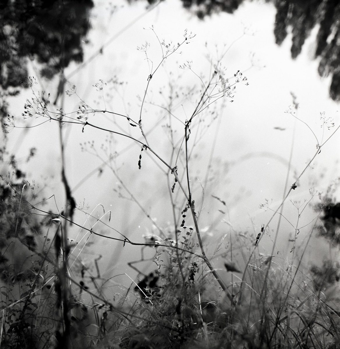 Black and white photograph of water with plants