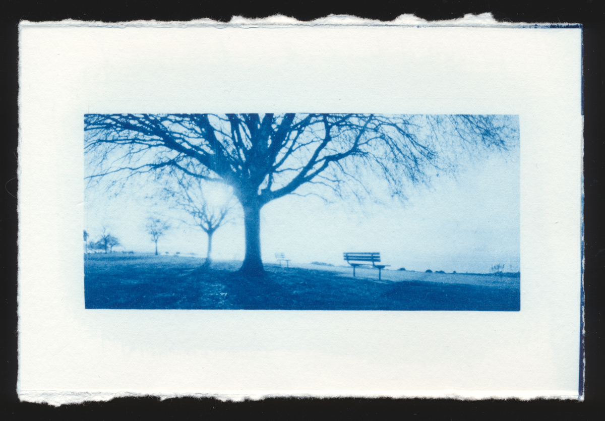 Cyanotype print of a tree