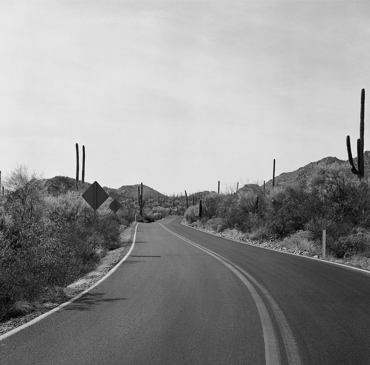 Road with cacti and plants surrounding the road