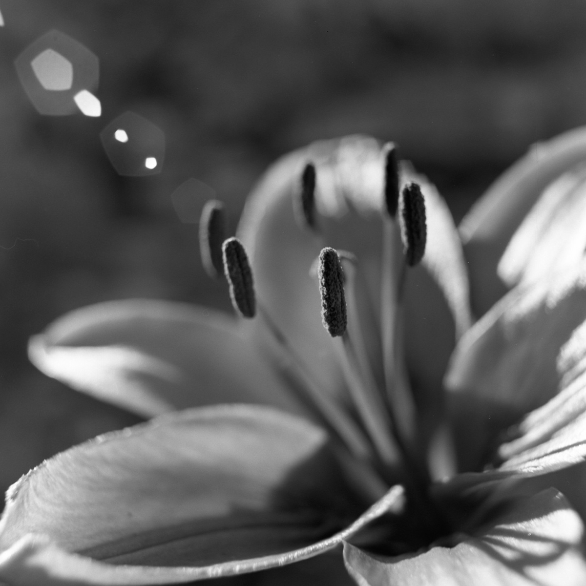 Black and white photograph of a flower