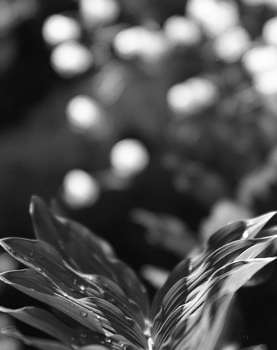 Macro image of a plant black and white