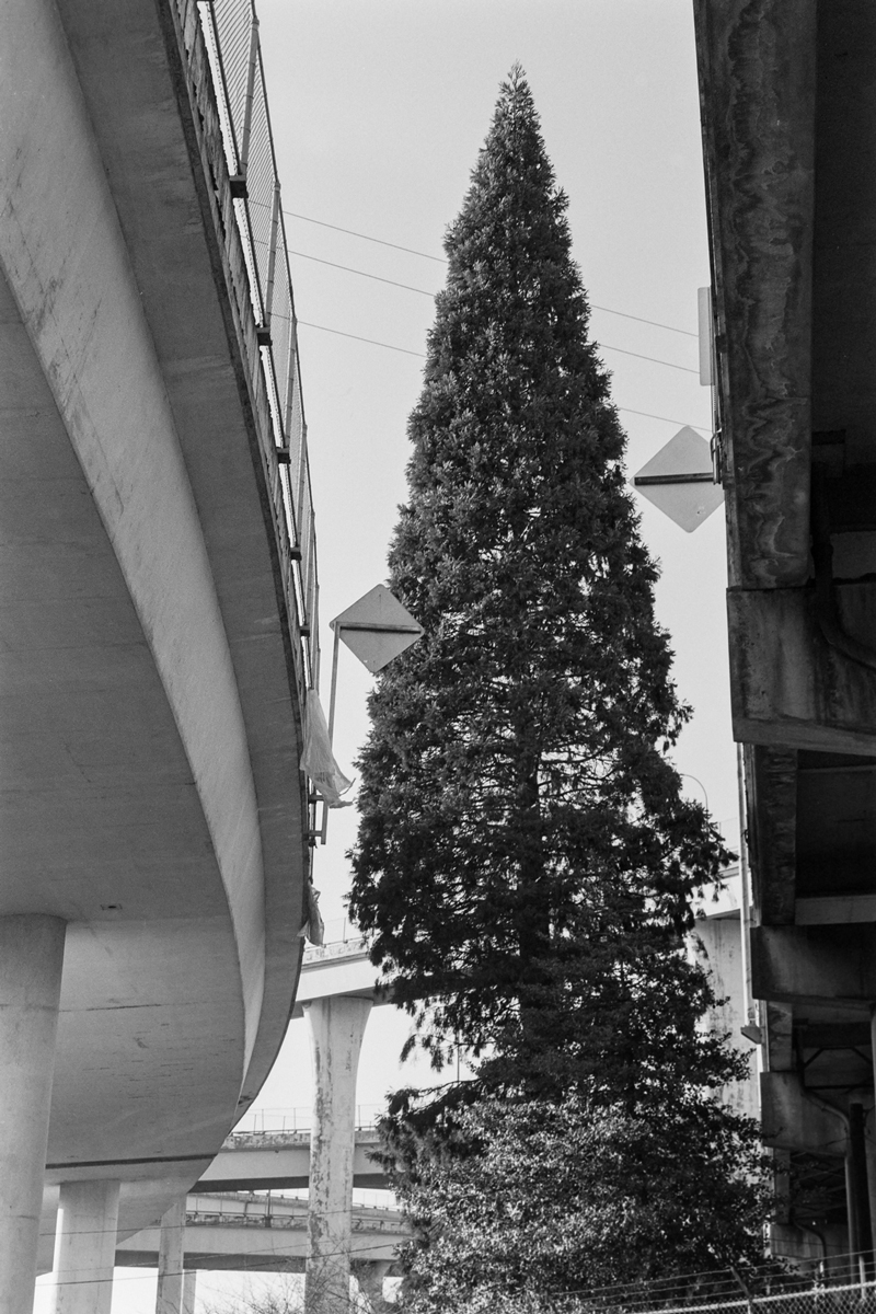 Camera looking up at a road with a tree in the middle of the shot