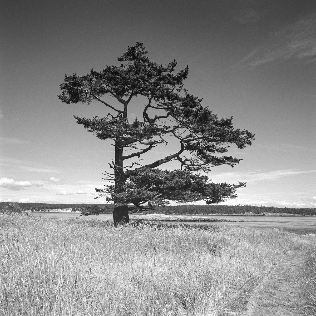 Landscape photo of a large tree in a field