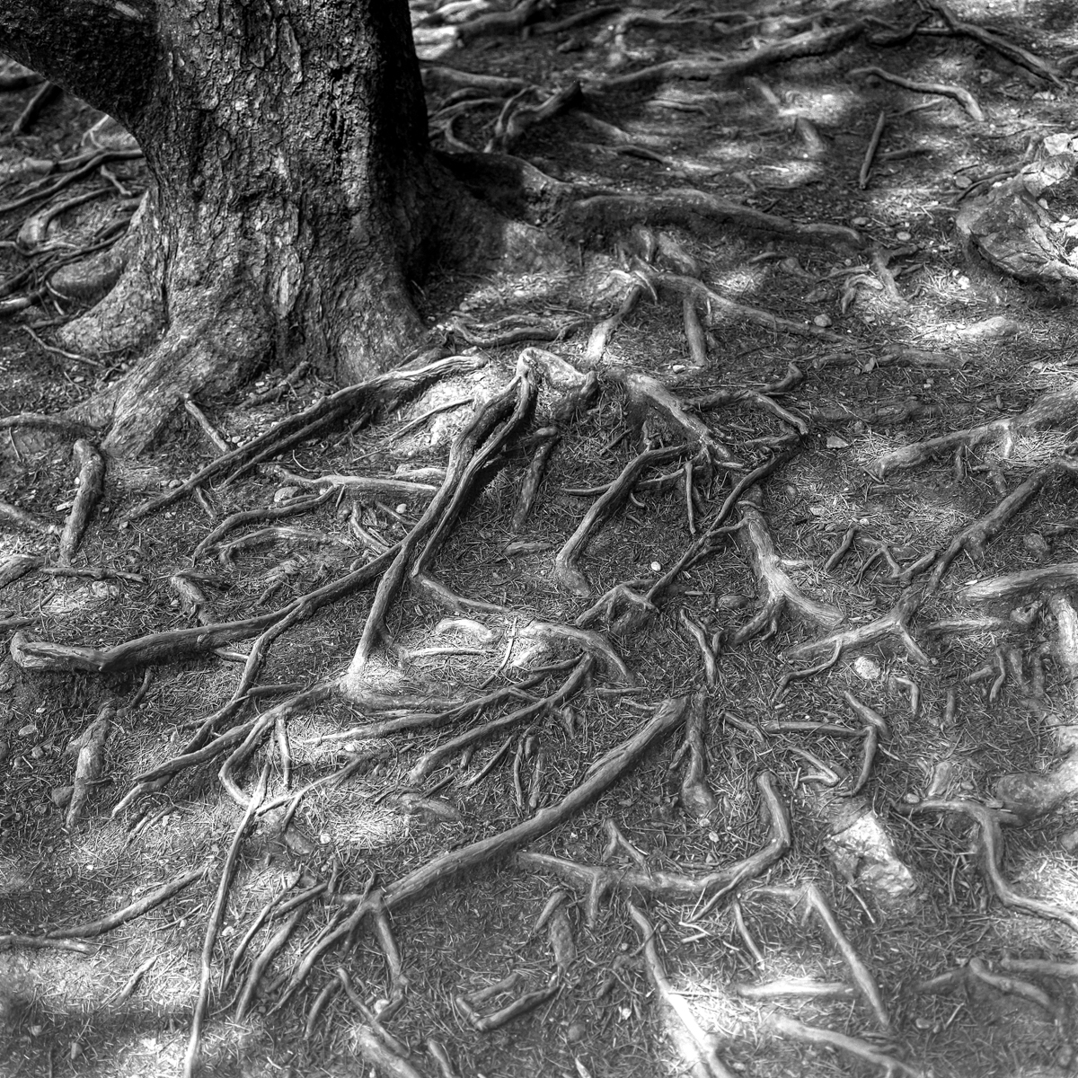 Black and white image of a trees roots coming out of the ground