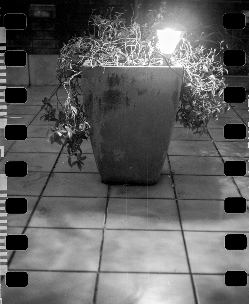 Black and white photograph of a plant pot
