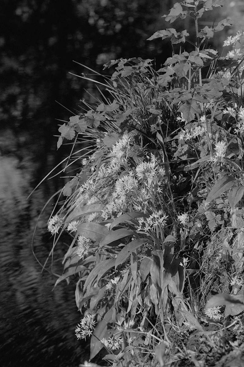Black and white photo of a bush