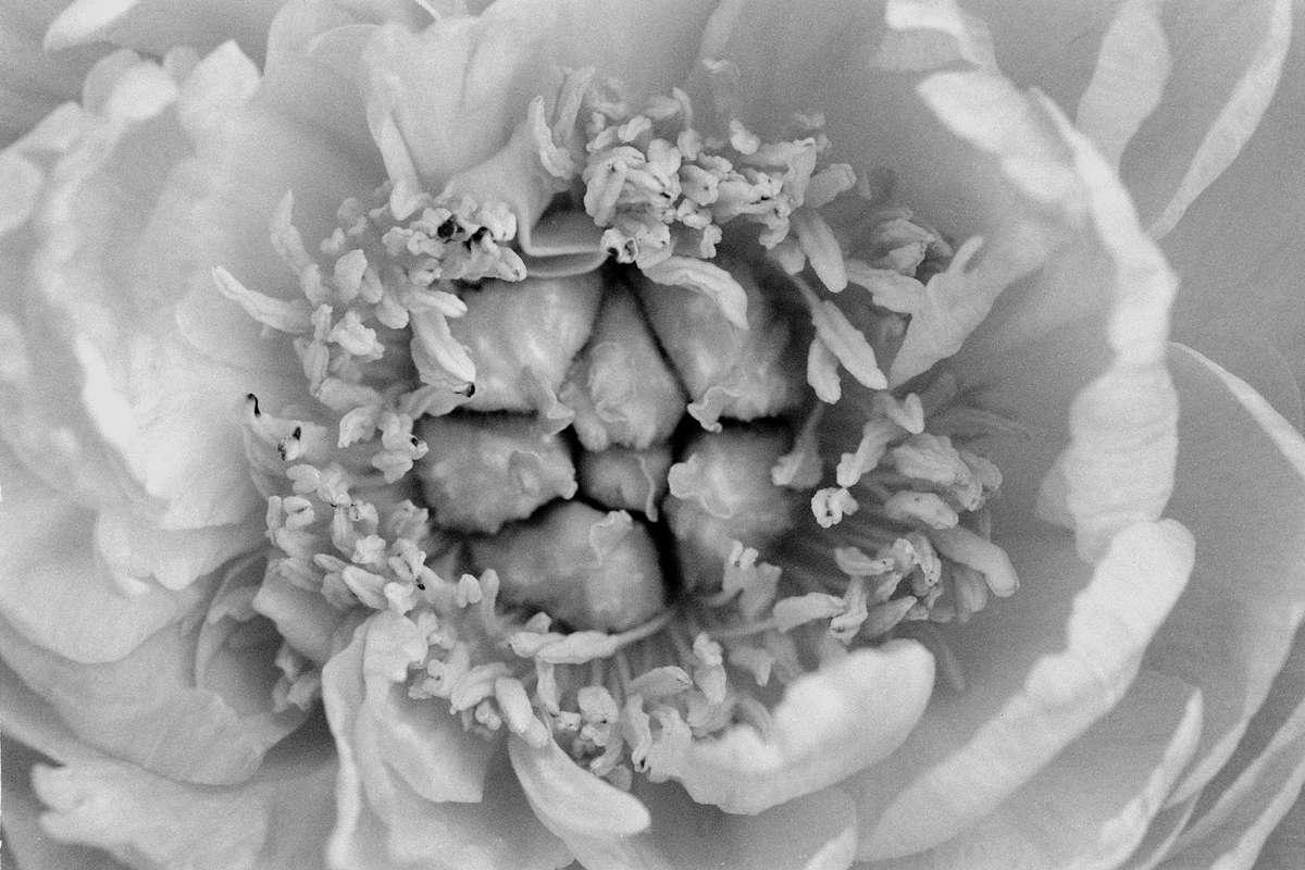 Close up of a flower black and white 