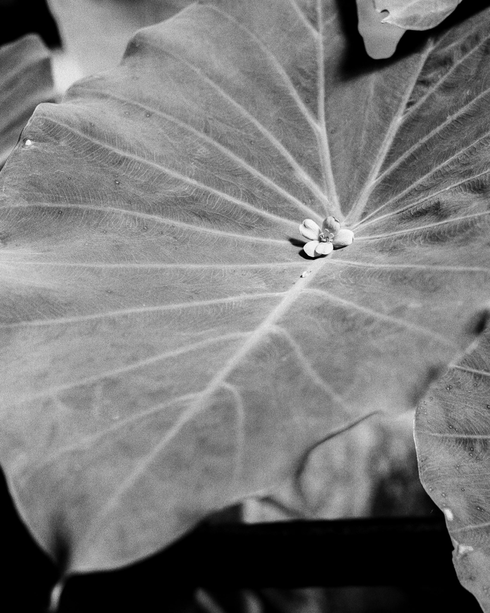 Image of a large leaf with a small floiwer in the middle