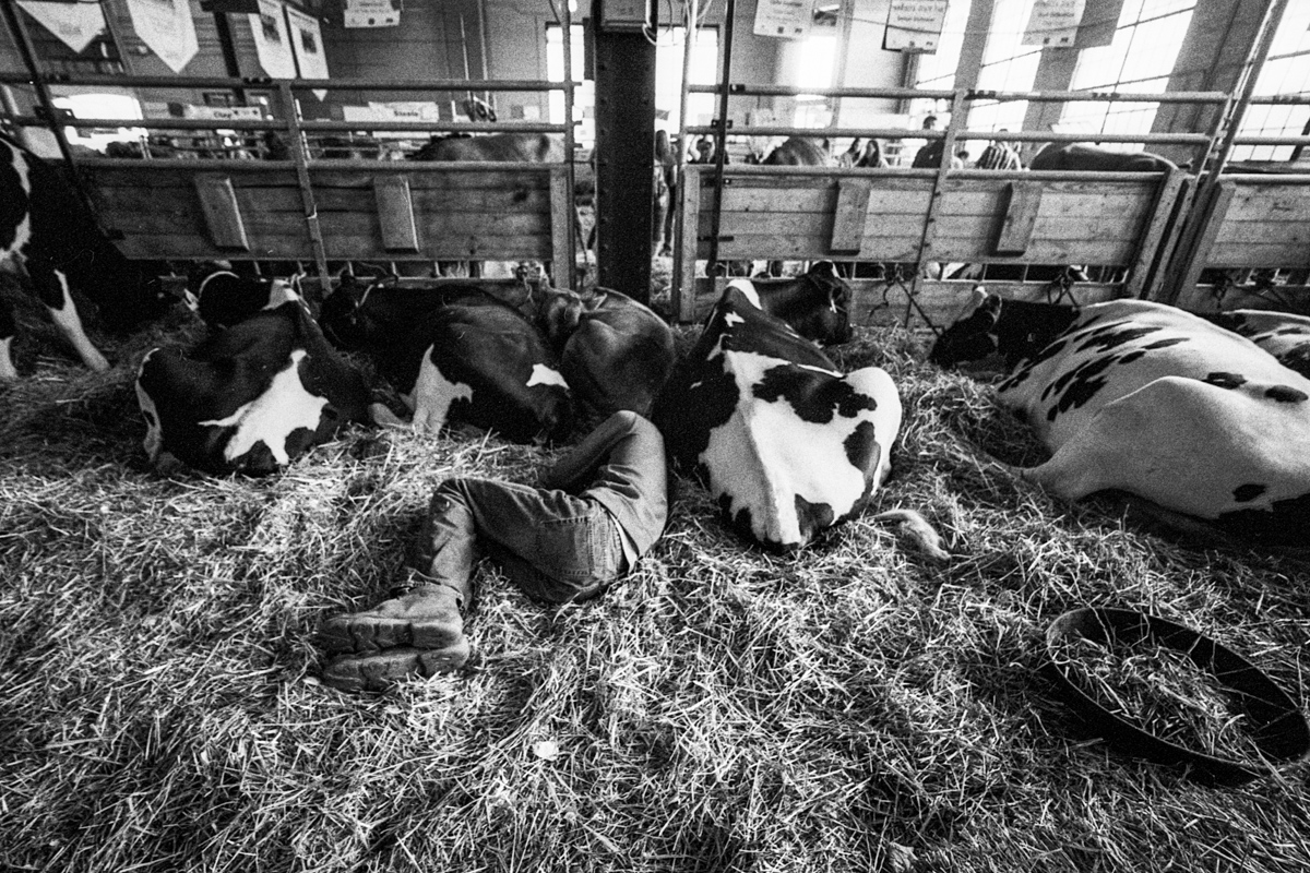 Black and white picture of farmer napping with his cows