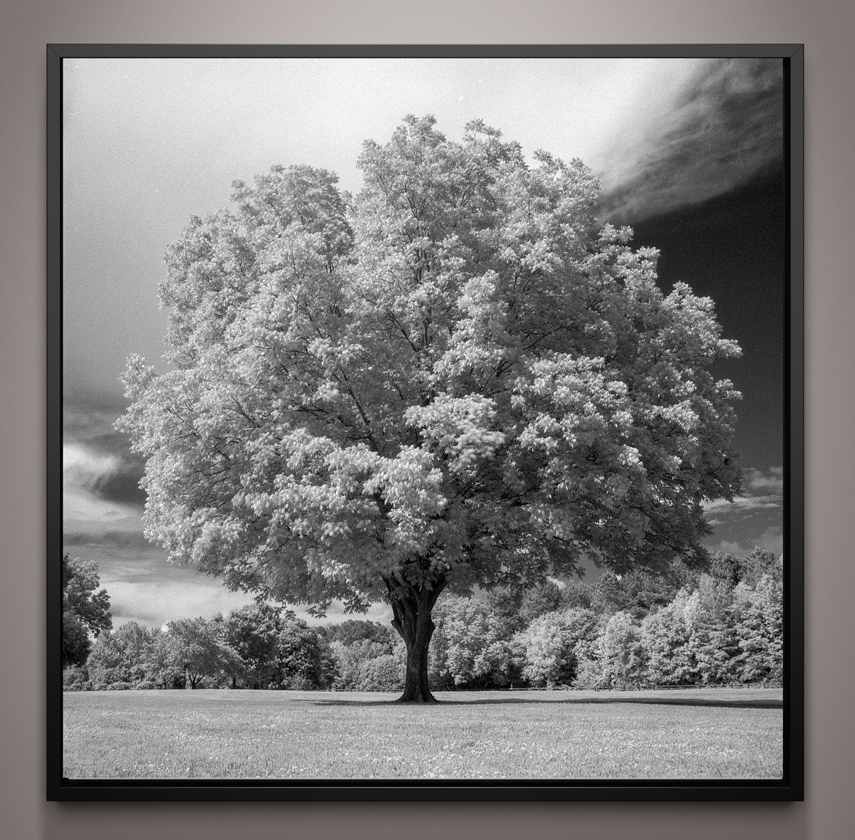 Tree image by Scott Allen