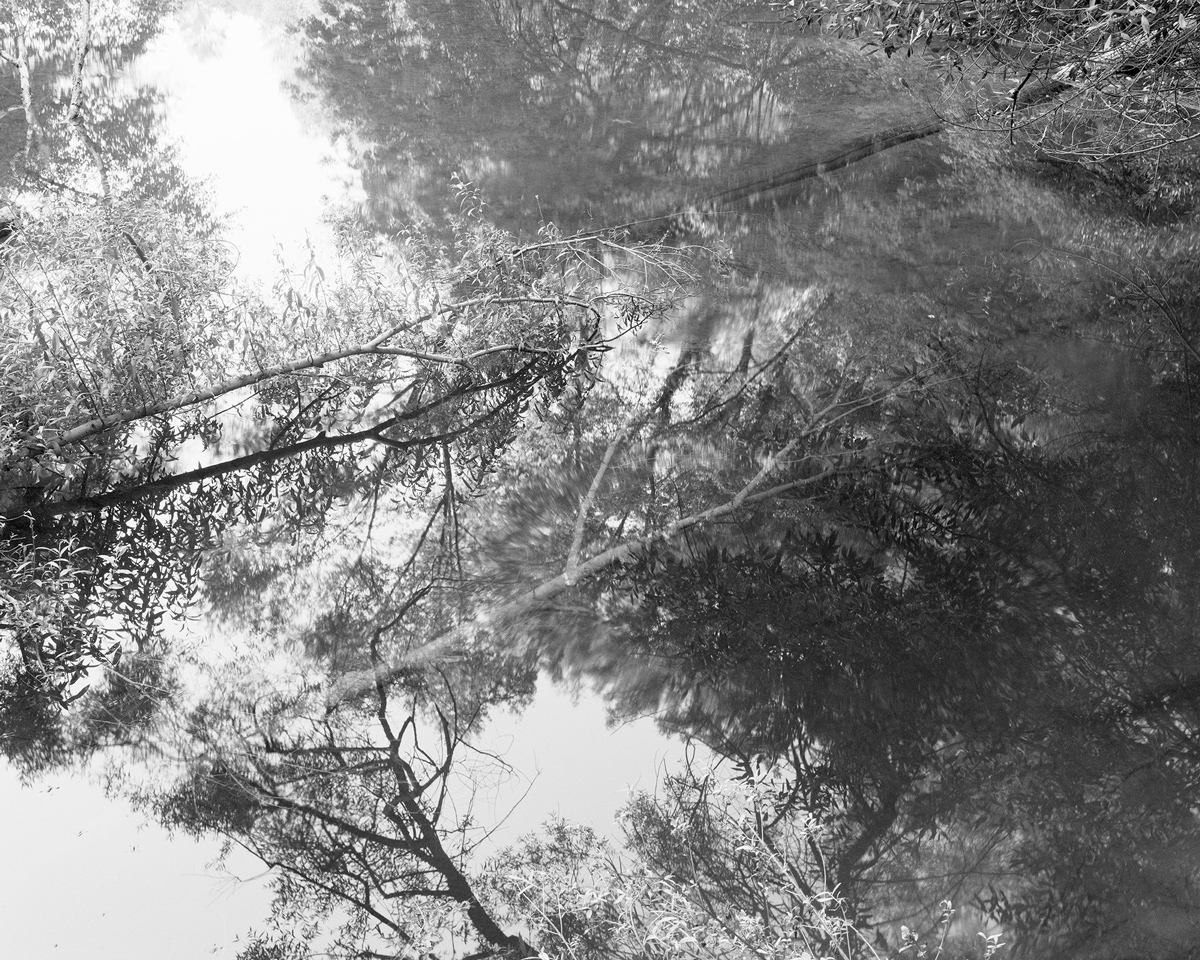 Black and white image of a pond with trees 