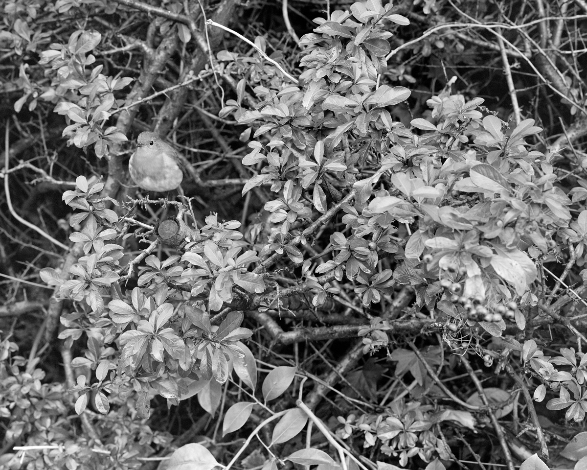 Black and white image of a robin for torz in focus