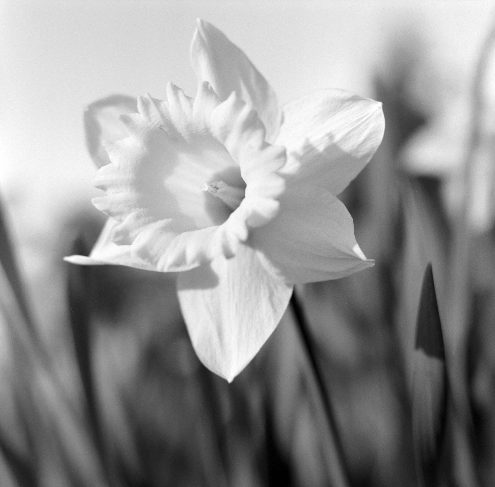 @PhlStrchn Some of my favourite photographs taken on Ilford HP5+ film over the past couple of months. Ilford HP5+ (120) at ISO400 (I used a yellow filter when taking the shots of the daffodils.) Mamiya C220 #ilfordphoto #fridayfavourites #madewithHP5