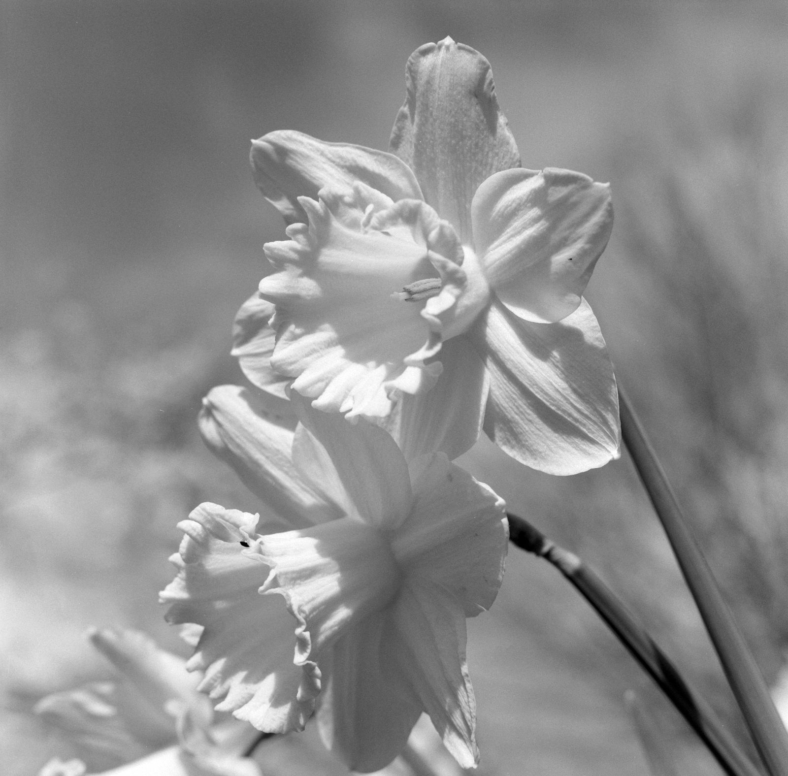 @PhlStrchn Some of my favourite photographs taken on Ilford HP5+ film over the past couple of months. Ilford HP5+ (120) at ISO400 (I used a yellow filter when taking the shots of the daffodils.) Mamiya C220 #ilfordphoto #fridayfavourites #madewithHP5