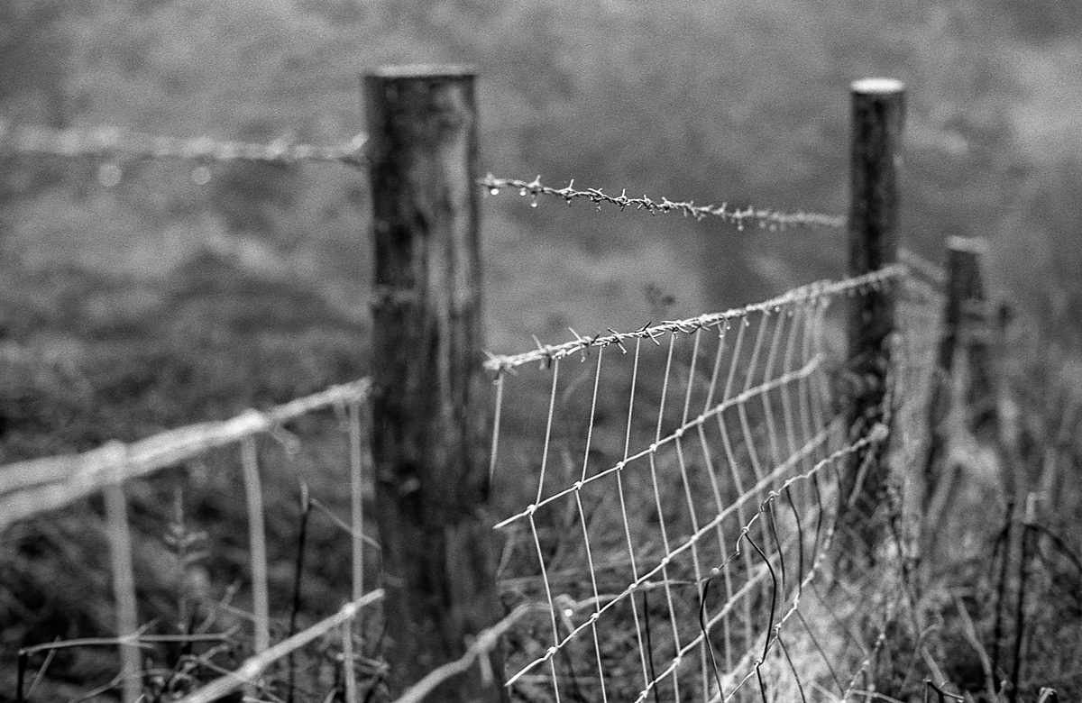 @timdobbsphoto Barbed ... Nikon F100, 50mm f1.4 on ilford Ortho dev in ilfotecHC 1+31 for #fridayfavouites theme of #madewithortho  #ilfordortho #believeinfilm