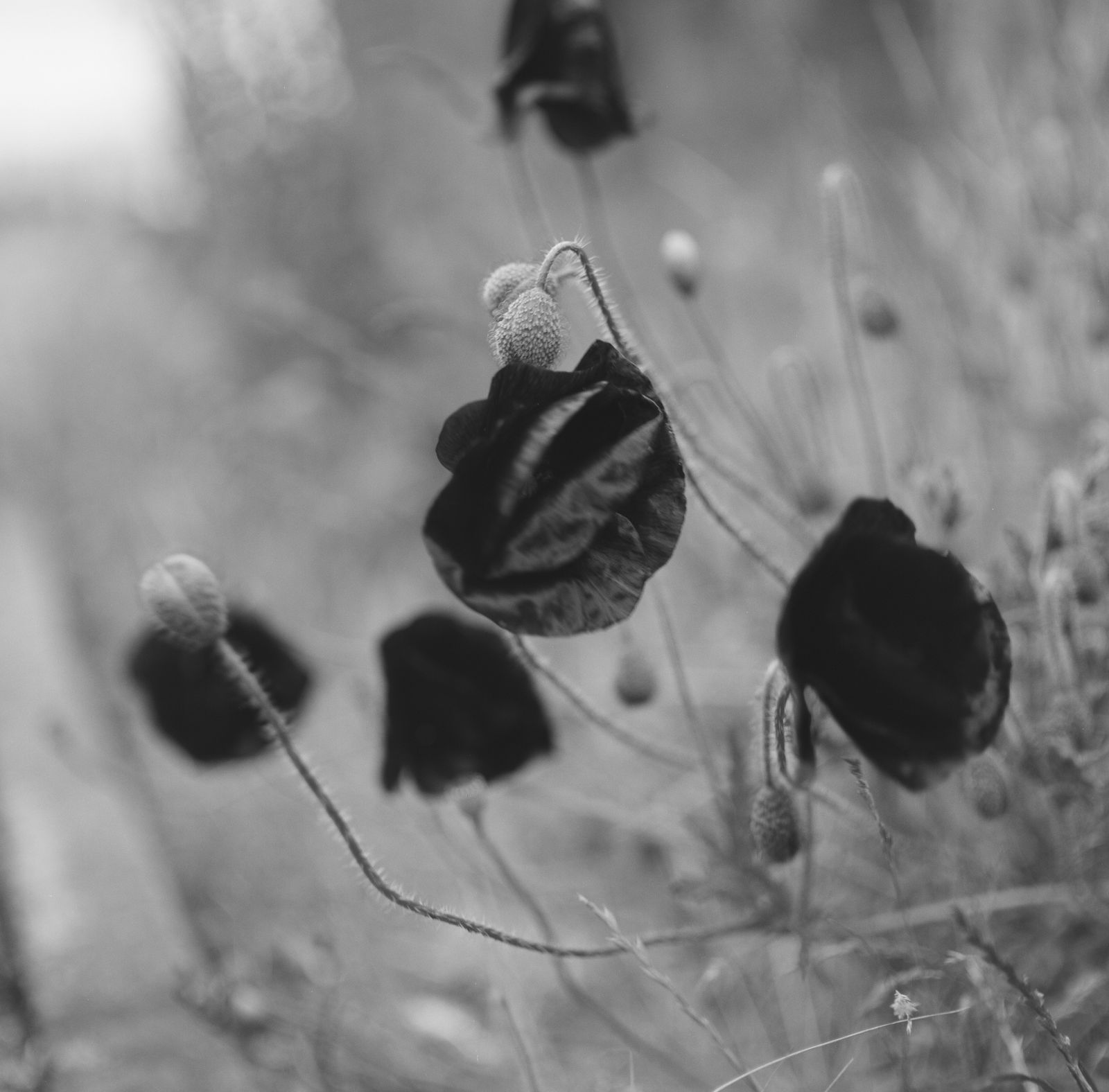 @PhlStrchn My 1st photo with #ilfordortho was red poppies. Windy, with a shallow depth of field they waved in and out of focus but I liked the effect. The tree trunk didn't move so much in the wind though! I liked the clouds in the last pic. #madewithortho for #fridayfavourites Mamiya C220