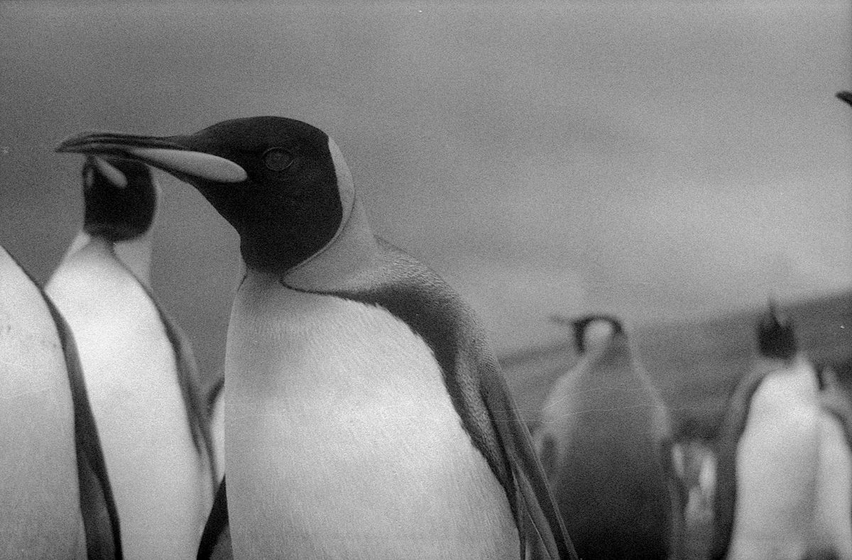 Penguins are black and white