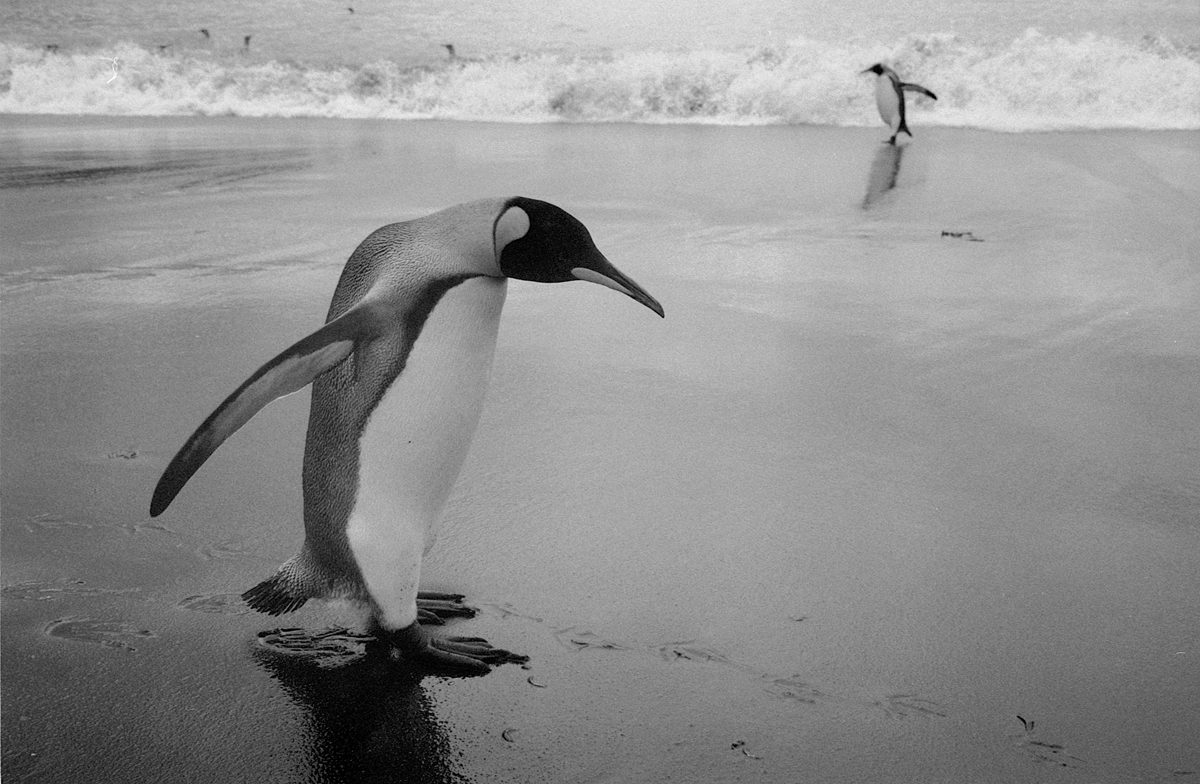 Penguins are black and white