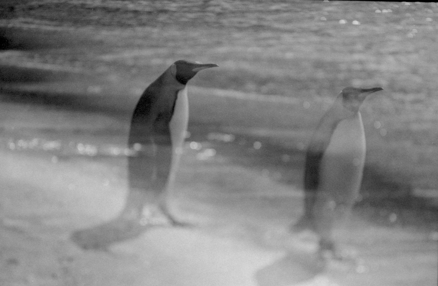 Penguins are black and white