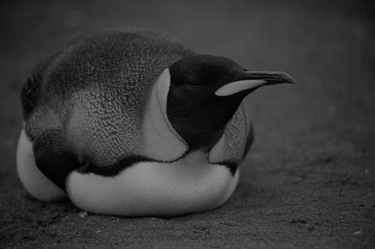 Penguins are black and white