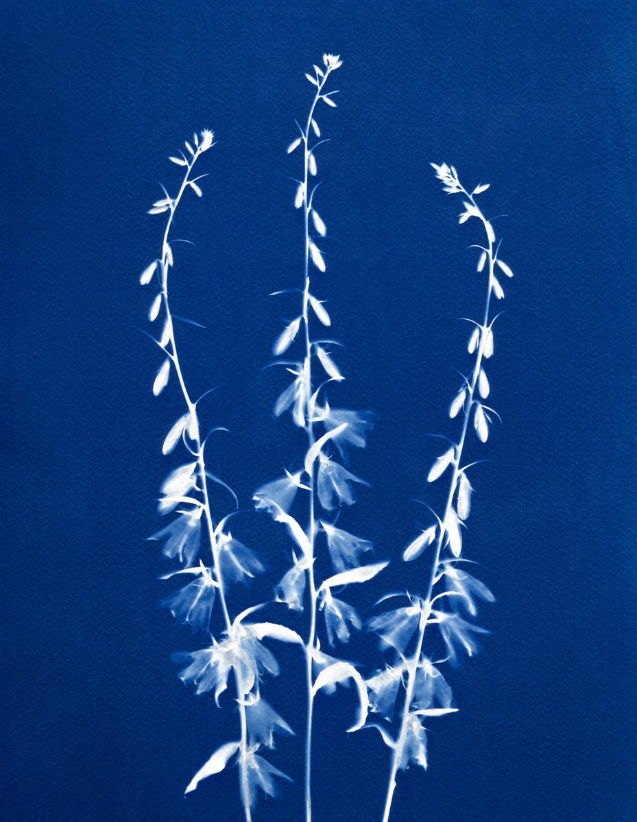 Jo Thomson