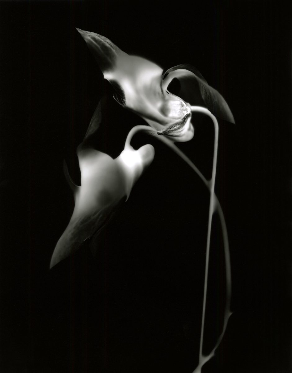 Jo Thomson