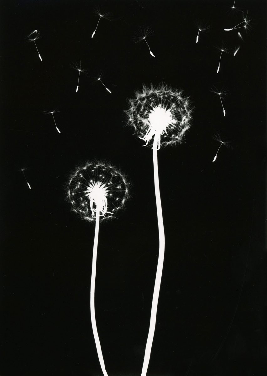 Jo Thomson