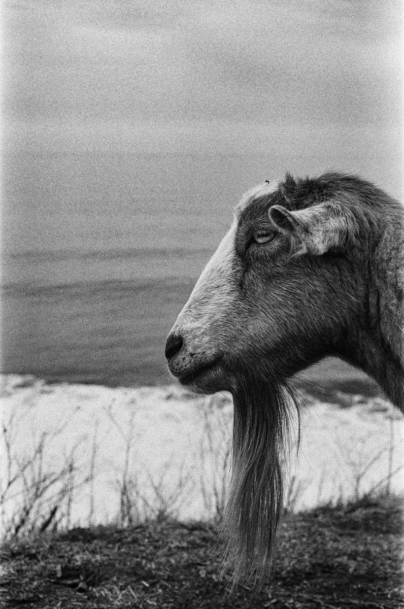 Black and white headshot of a goat