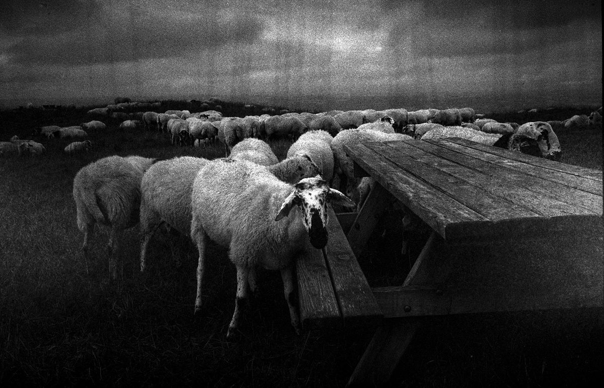 Black and white picture of sheep by a bench