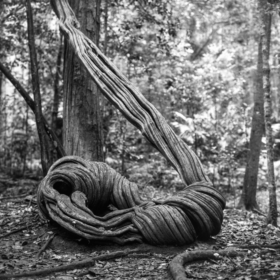 Black and white picture of rope