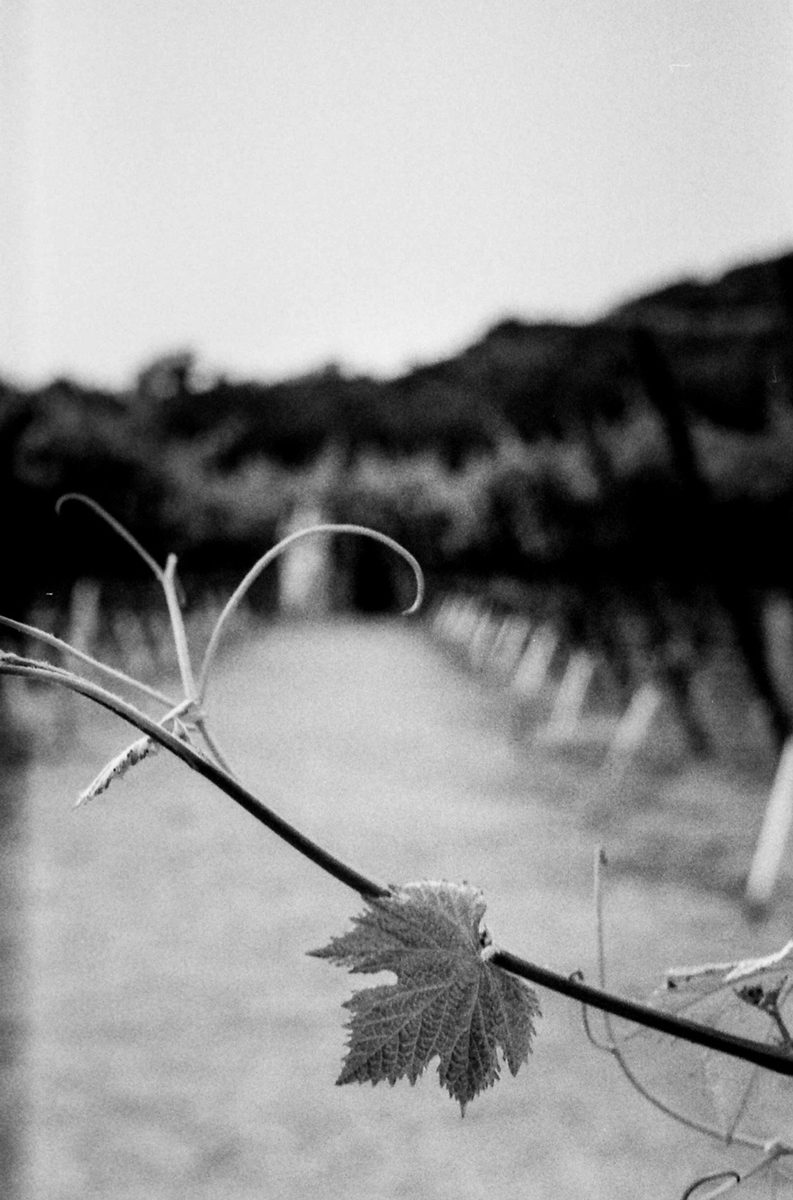 Black and white picture of a branch