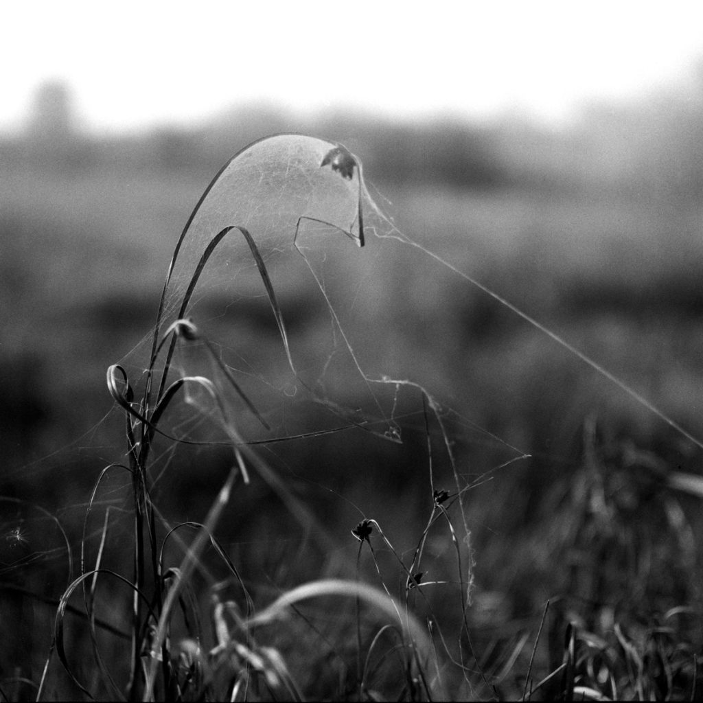 Black and white field