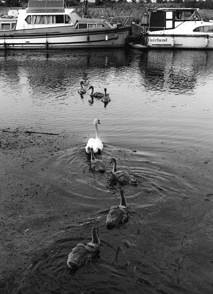 Black and white image of ducks in water