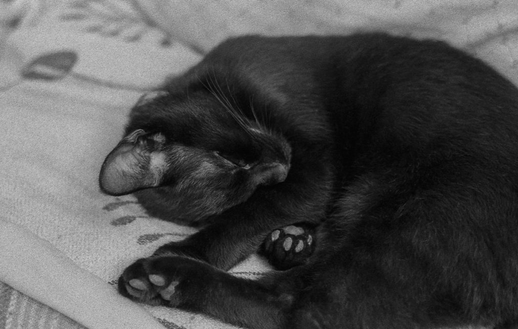Black and white picture of a cat
