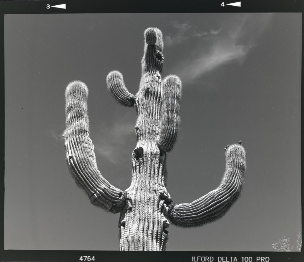 Large black and white cactus