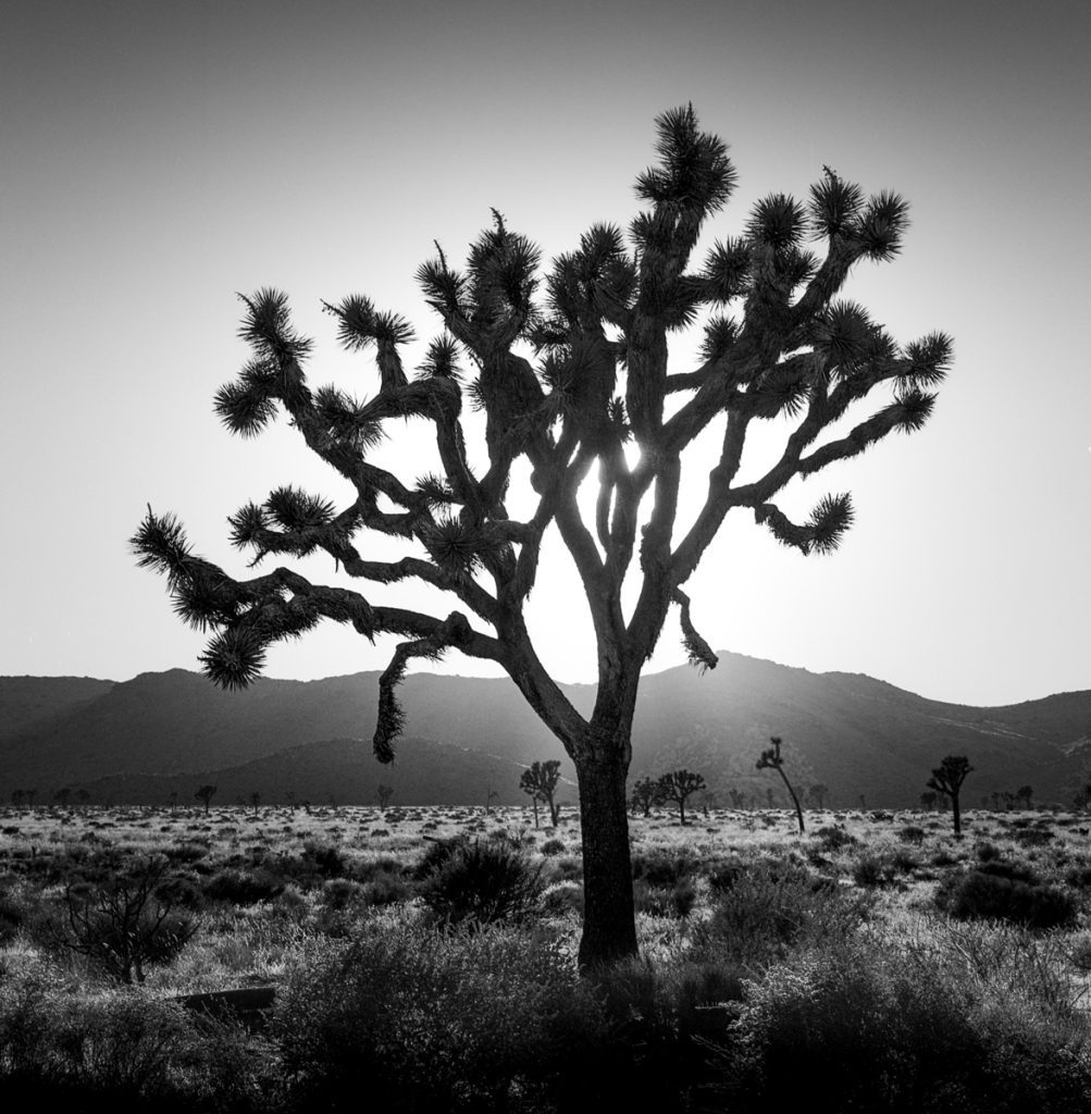 Black and white picture of a large tree in the desert