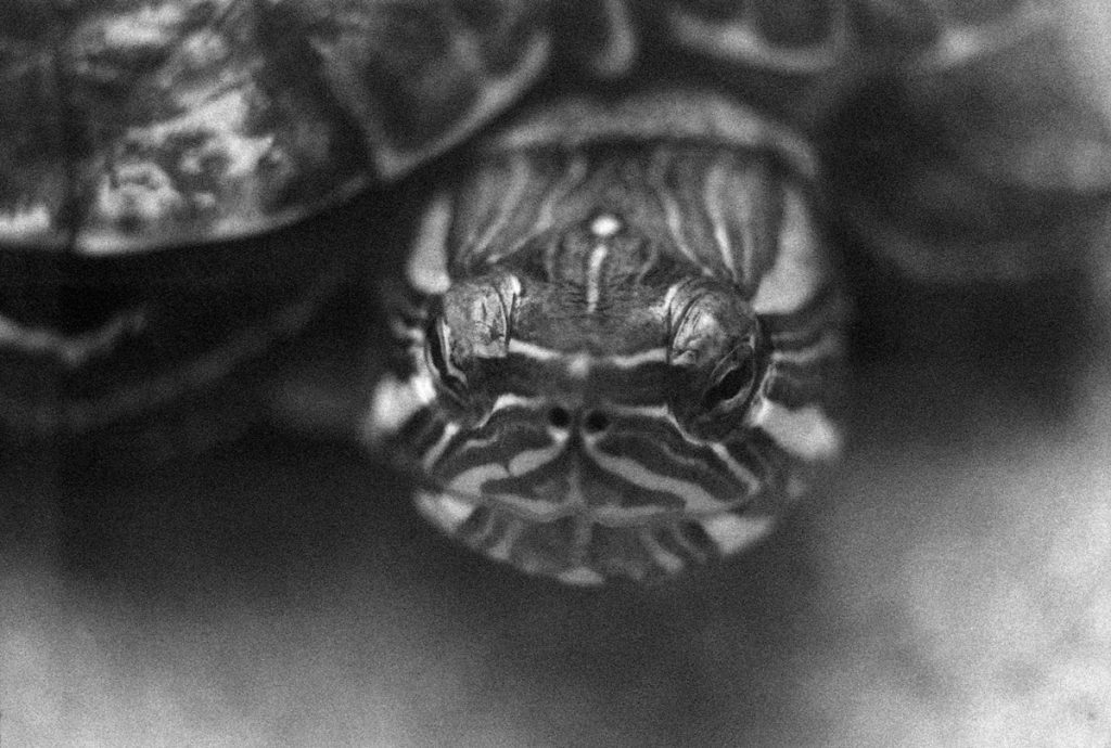Black and white picture of a turtle